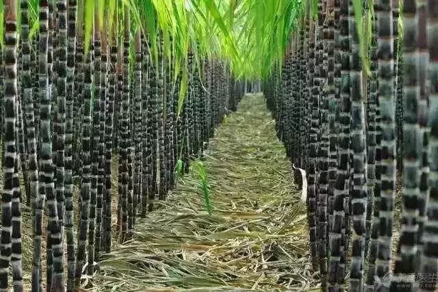 广西甘蔗种植基地