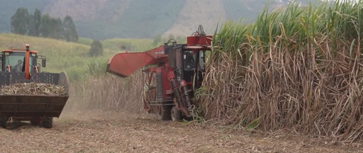 甘蔗机械化收割