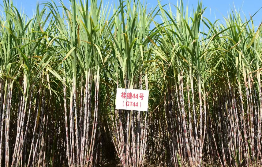 桂糖44号品种推广